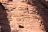 snowcanyon48_small.jpg