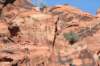 snowcanyon74_small.jpg