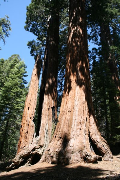 sequoiatrip12.jpg