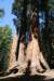 sequoiatrip12_small.jpg