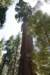 sequoiatrip15_small.jpg