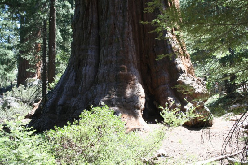 sequoiatrip16.jpg