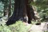 sequoiatrip16_small.jpg