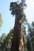 sequoiatrip17_small.jpg