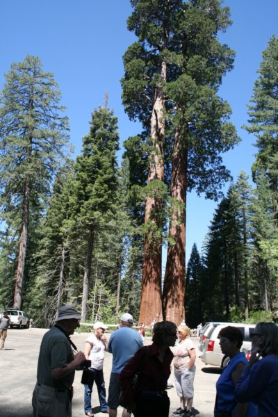 sequoiatrip3.jpg