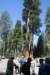 sequoiatrip3_small.jpg