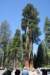 sequoiatrip4_small.jpg