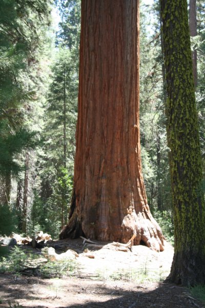 sequoiatrip9.jpg