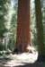 sequoiatrip9_small.jpg